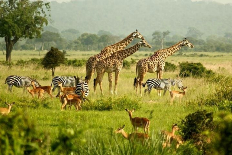Chebera Churchura: 5-Day Wildlife & Nature Safari Experience
