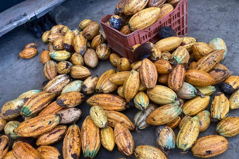 CACAO FOREST TOUR Más allá de Pozo Azul