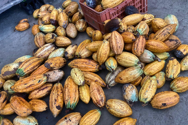 VISITA AL BOSQUE DE CACAO