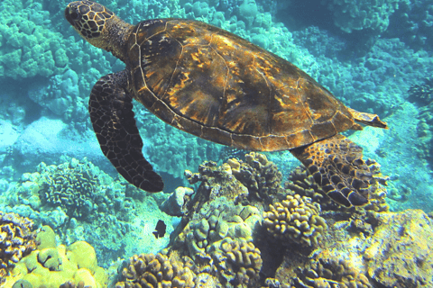 Snorkeling trip with fins, mask, and snorkel on the coral reef!