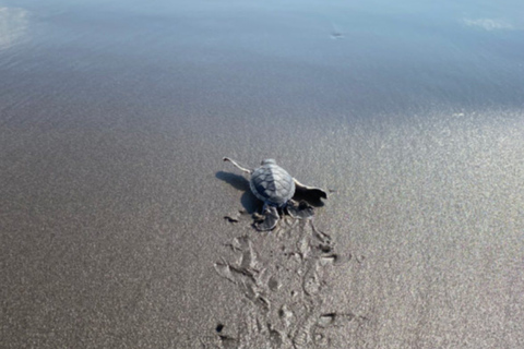San Blas: Baby Turtle Release & Beach Day Trip