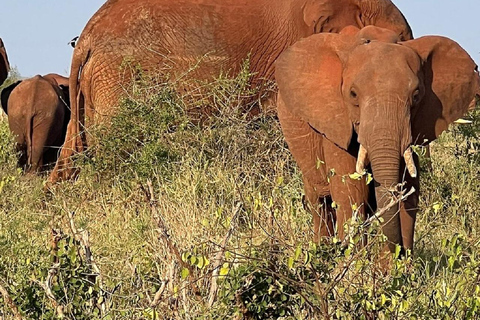 Mombasa: Tsavo East Early-Access Safari & Game Drives