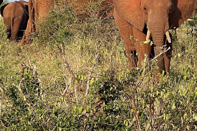 Mombasa: Tsavo East Early-Access Safari & Game Drives