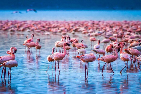Nairobi: Lake Nakuru National Park Day Trip with Pickup