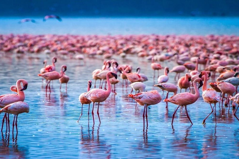Nairobi: Lake Nakuru National Park Day Trip with Pickup