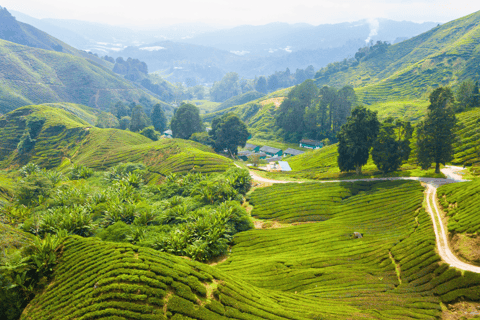 Kuala Lumpur: Customize Your Cameron Highlands Itinerary From KL: Discover Cameron Highlands’ Tea Valleys & Farms
