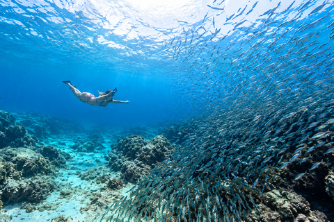 Cebu: Swim with Gentle Giants, Twin Falls & Sardine Run