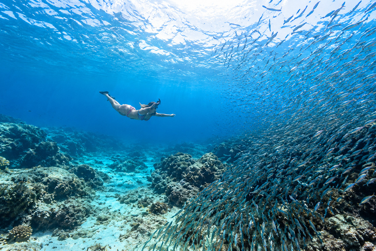 Cebu: Swim with Gentle Giants, Twin Falls & Sardine Run