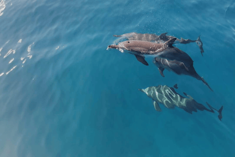 Bateau privé à l&#039;Île aux Bénitiers : Plongée en apnée avec les dauphins et homardBateau privé Île aux Bénitiers : Nage avec les dauphins et homard