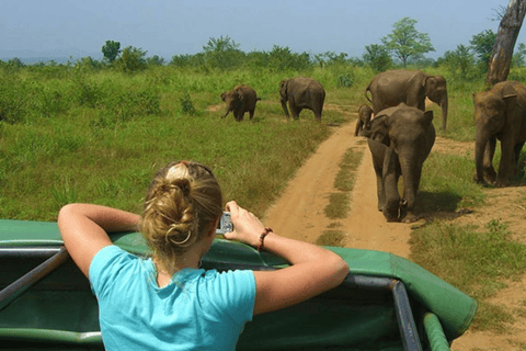 Entdecke Sri Lankas Naturschönheiten und Wildtiere in einer 10-tägigen