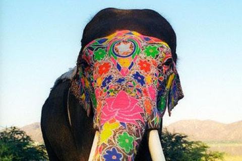 Jaipur Elephant Magic: Paint, Feed & Ride Tour with Pickup All Elephant Activity Riding, Feeding, Painting, Climbing