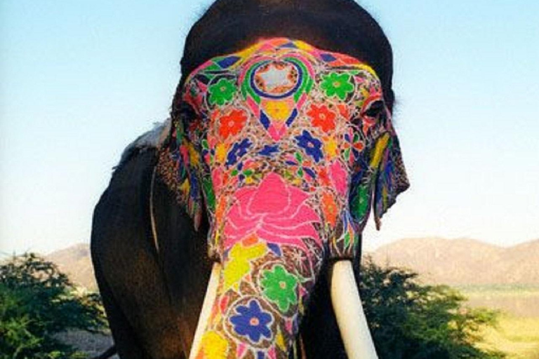 Jaipur Elephant Magic: Paint, Feed & Ride Tour with Pickup All Elephant Activity Riding, Feeding, Painting, Climbing