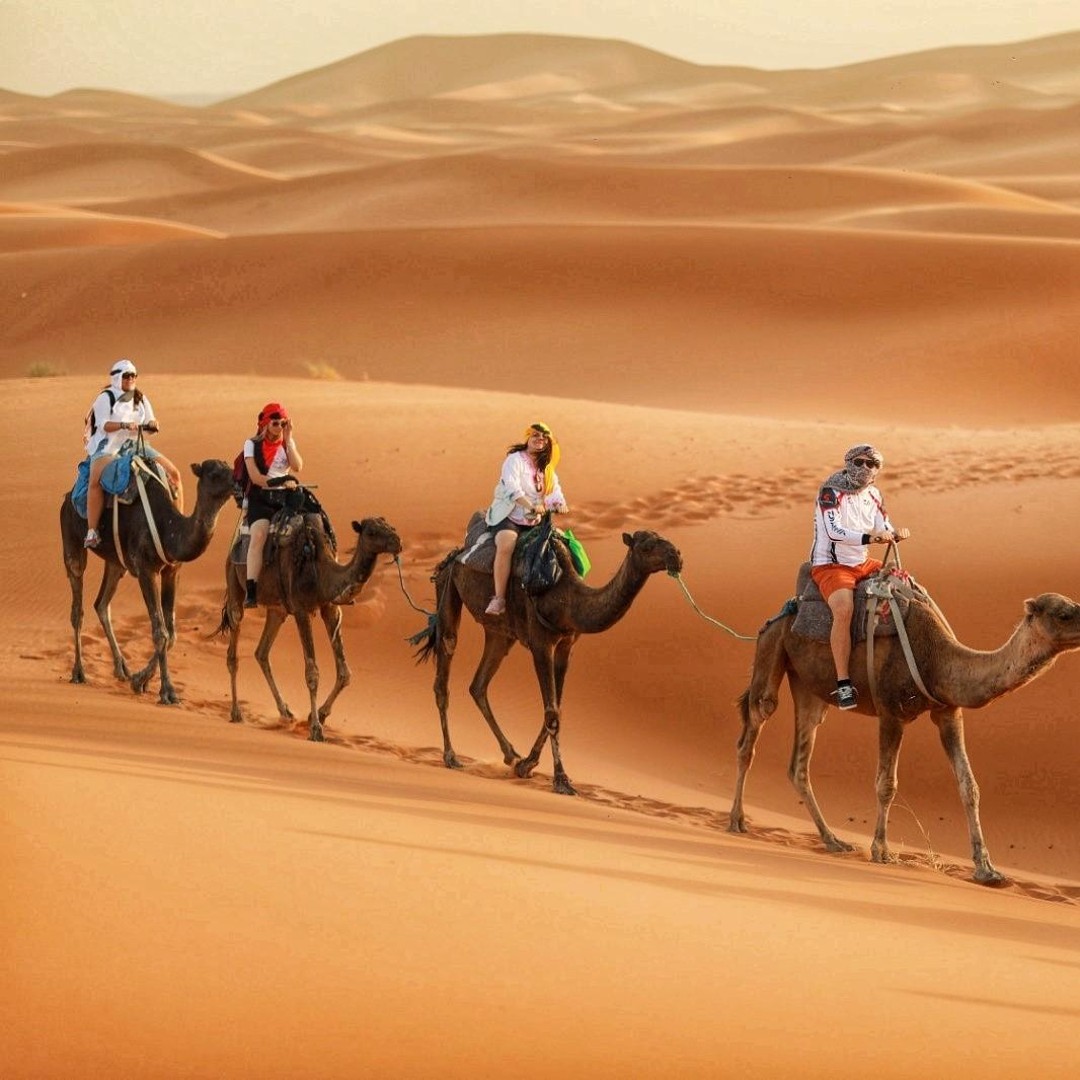 Circuit de 6 jours dans le désert de Marrakech à Tanger - dromadaire