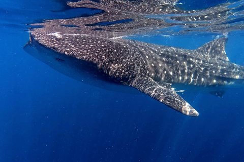 Protected natural reserve: Whale Shark Aqua Safari