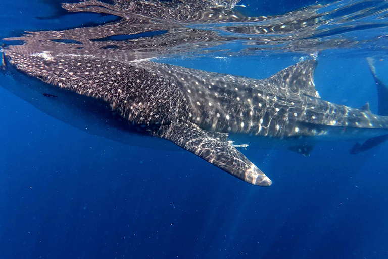 Protected natural reserve: Whale Shark Aqua Safari
