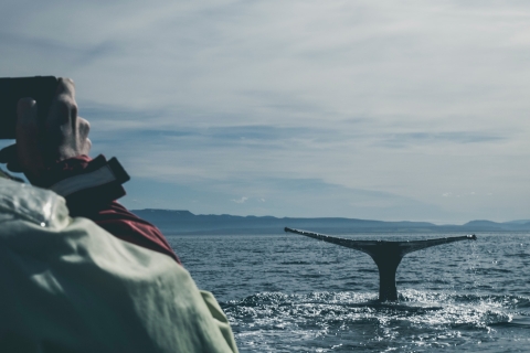 Obserwowanie wielorybów w Mirissie
