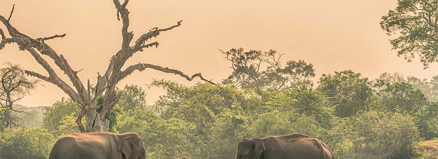 Safari privé dans le parc national de Maduru Oya