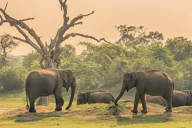 Private Tour from Ella to Hiriketiya with Yala Safari