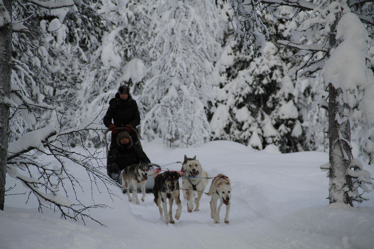 Levi: Guide-driven Husky Safari