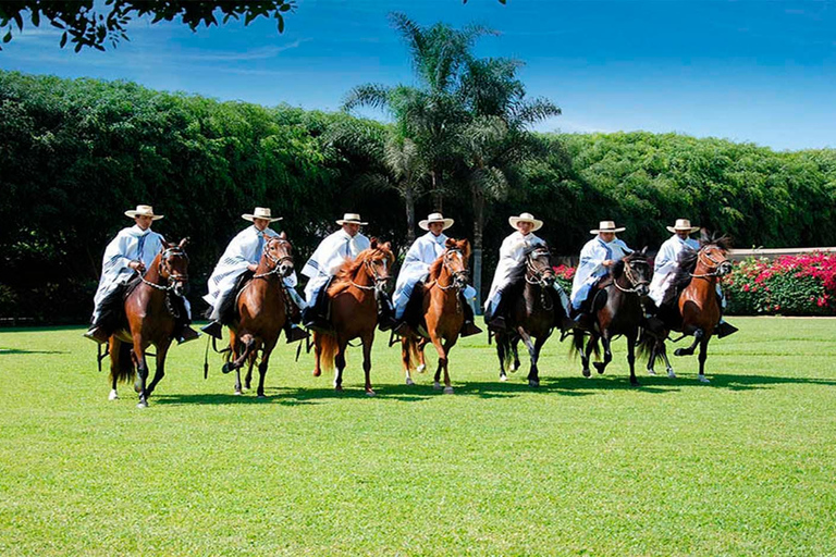 Von Trujillo: Paso Horse und Marinera Show + Mittagessen inklusive