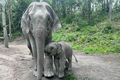 Chiang Mai : Sanctuaire des éléphants, chute d&#039;eau et raftingLieu de rendez-vous en ville