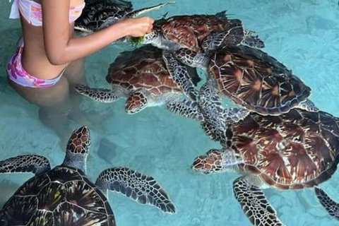 Zanzibar: Kizimkazi delfintur och havssköldpaddsreservatAlternativ med upphämtning på södra delen av Zanzibar