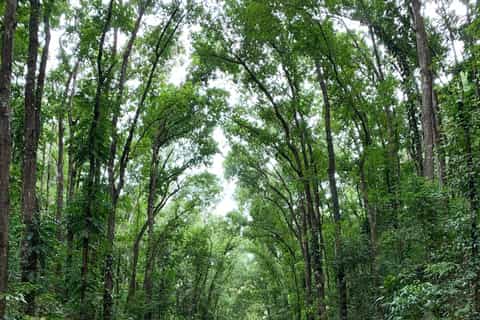 Bohol: Chocolate Hills, Tarsier, and Loboc River Tour - Image 3