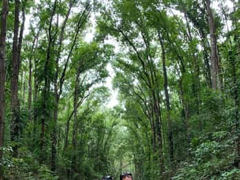 Bohol: Chocolate Hills, Tarsier e Loboc River Tour