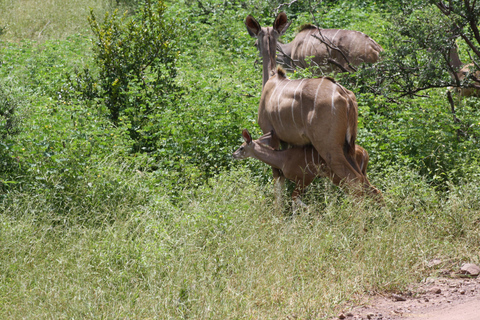 Excursión de un día completo al Parque Nacional de Chobe (safari y crucero)