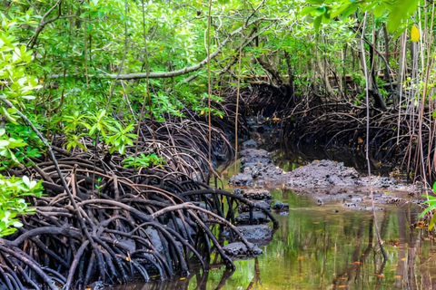 Zanzibar: tour di mezza giornata alla scoperta delle scimmie della foresta di Jozani