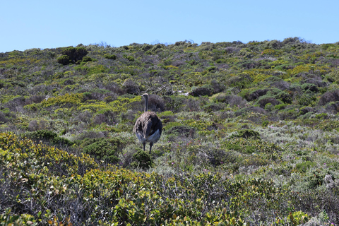 Cape Town: Table Mountain, Penguins & Cape Point Group Tour