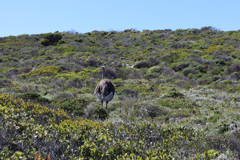 Cape Town: Table Mountain, Penguins & Cape Point Group Tour