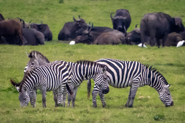 Kenya: 10-Day Wildlife and Cultural Safari