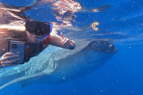 Cancún: Half-Day Snorkeling with Whale Sharks