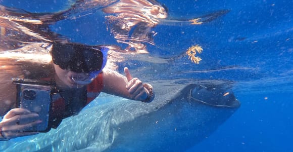 Cancún: Half-Day Snorkeling with Whale Sharks