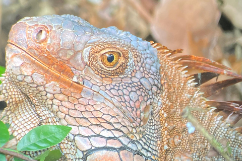 Manuel Antonio Park: Guidad vandring med en naturforskarePrivat rundtur