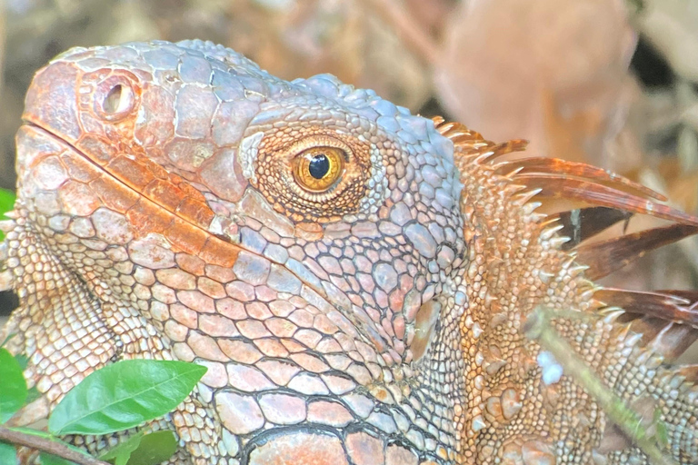 Park Manuel Antonio: Wycieczka z przewodnikiem piesza z przyrodnikiemWycieczka prywatna