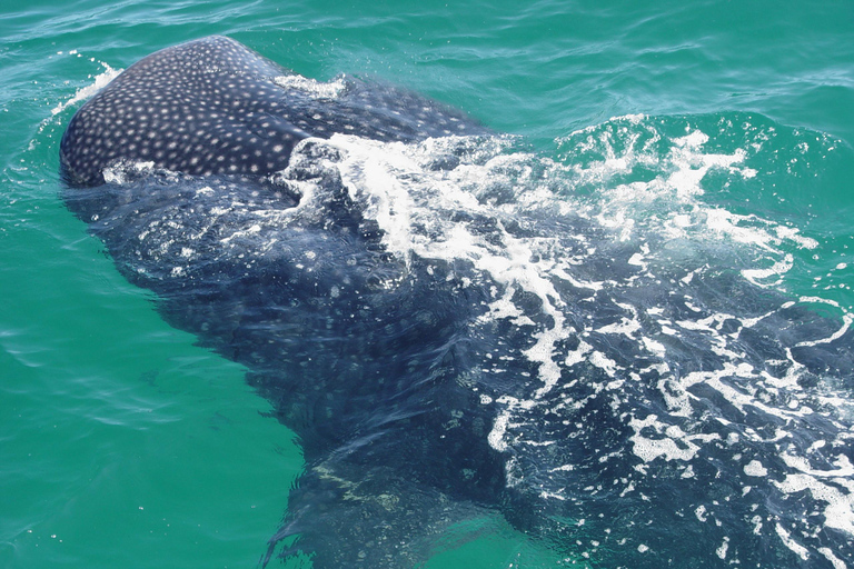Holbox: Swimming with Wild Whale Sharks Boat Trip