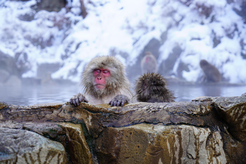 Tokyo: Private Nagano Zenko-ji & Snow Monkeys Day Trip Tokyo: Private Nagano Toyota Velfire (1–6 persons)