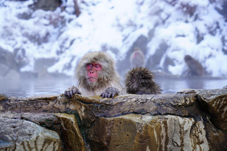 Tokyo: Private Nagano Zenko-ji & Snow Monkeys Day Trip Tokyo: Private Nagano Toyota Velfire (1–6 persons)