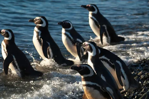 Punta Arenas : Tour en bateau des îles Magdalena Marta uniquement en été