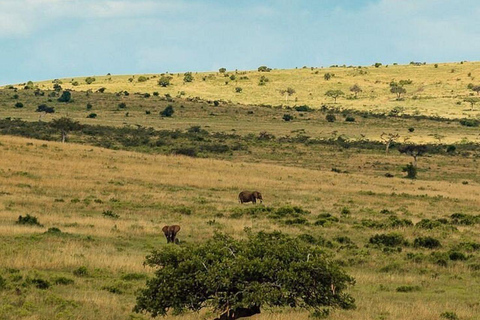 Nairobi: 3-Day epic trip to Maasai Mara Reserve with meals 3 days, 2 nights private safari to Mara in a tourist VAN