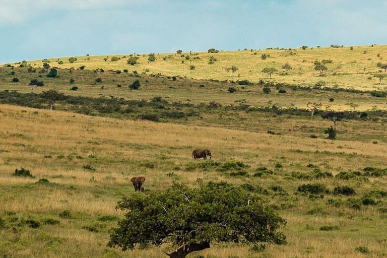 Nairobi: 3-Day epic trip to Maasai Mara Reserve with meals 3 days, 2 nights private safari to Mara in a tourist VAN