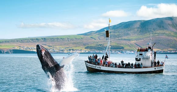 Húsavík: Whale Watching Tour with Guide