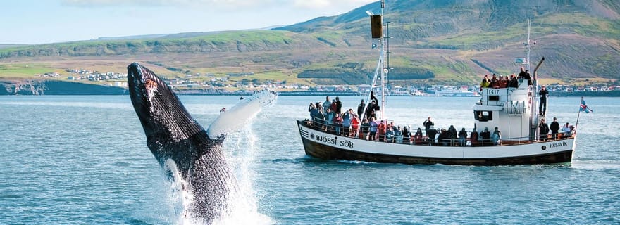Húsavík : Excursion d'observation des baleines avec guide