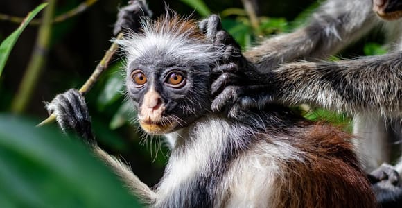Zanzibar: Jozani Forest, Spice Farm & Cooking Class Tour