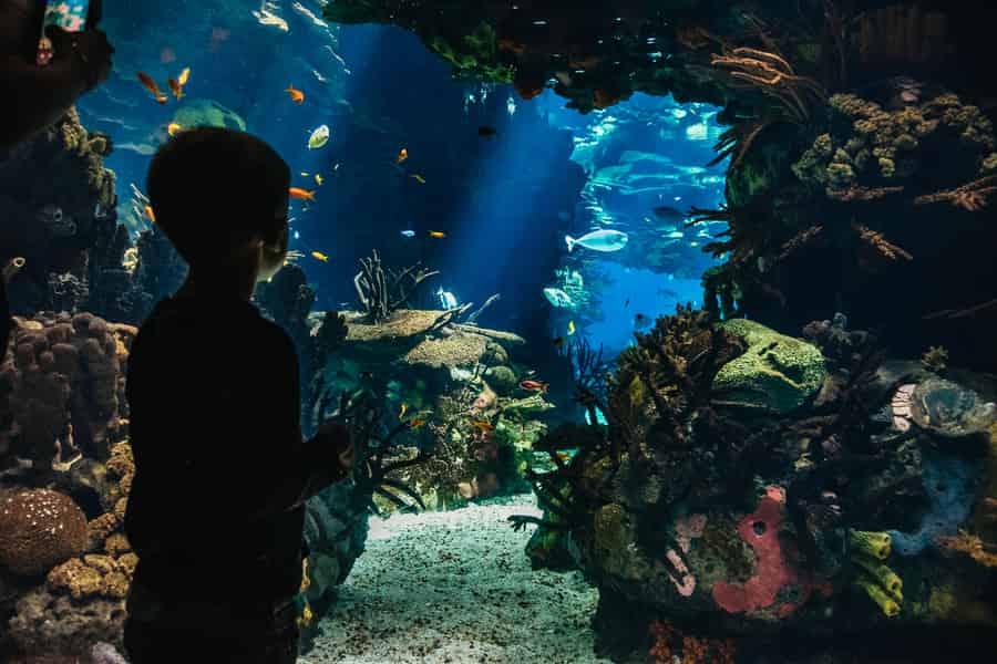 Lissabon: Eintrittskarte für das Ozeaneum