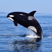 From Victoria: Whale Watching Tour by Zodiac Boat | GetYourGuide