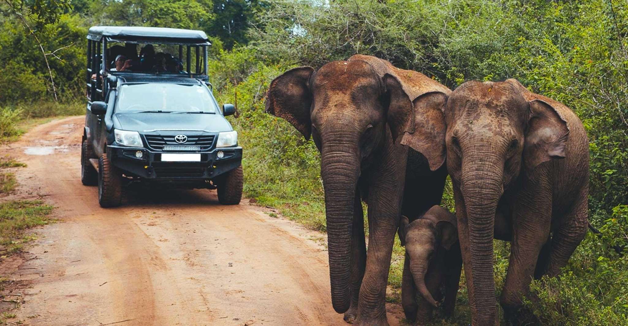 Ella, Safari Day Trip to Yala & Udawalawe w/ Picnic Lunch - Housity