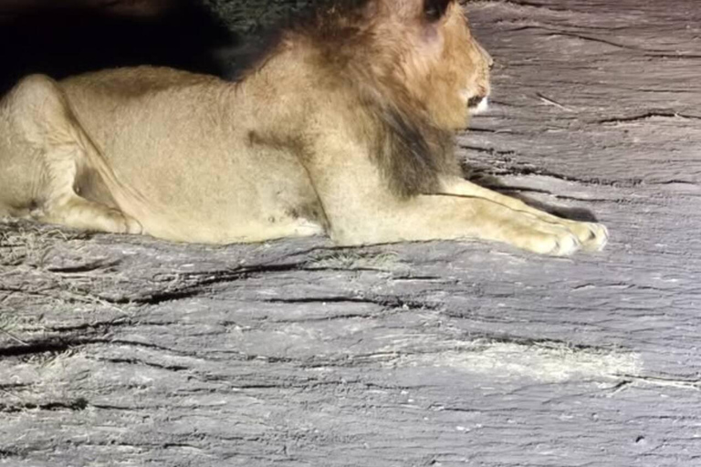 Nairobi National Park Night Safari with Armed Rangers